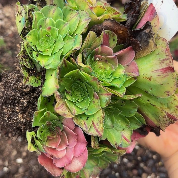 多肉植物福利来835个