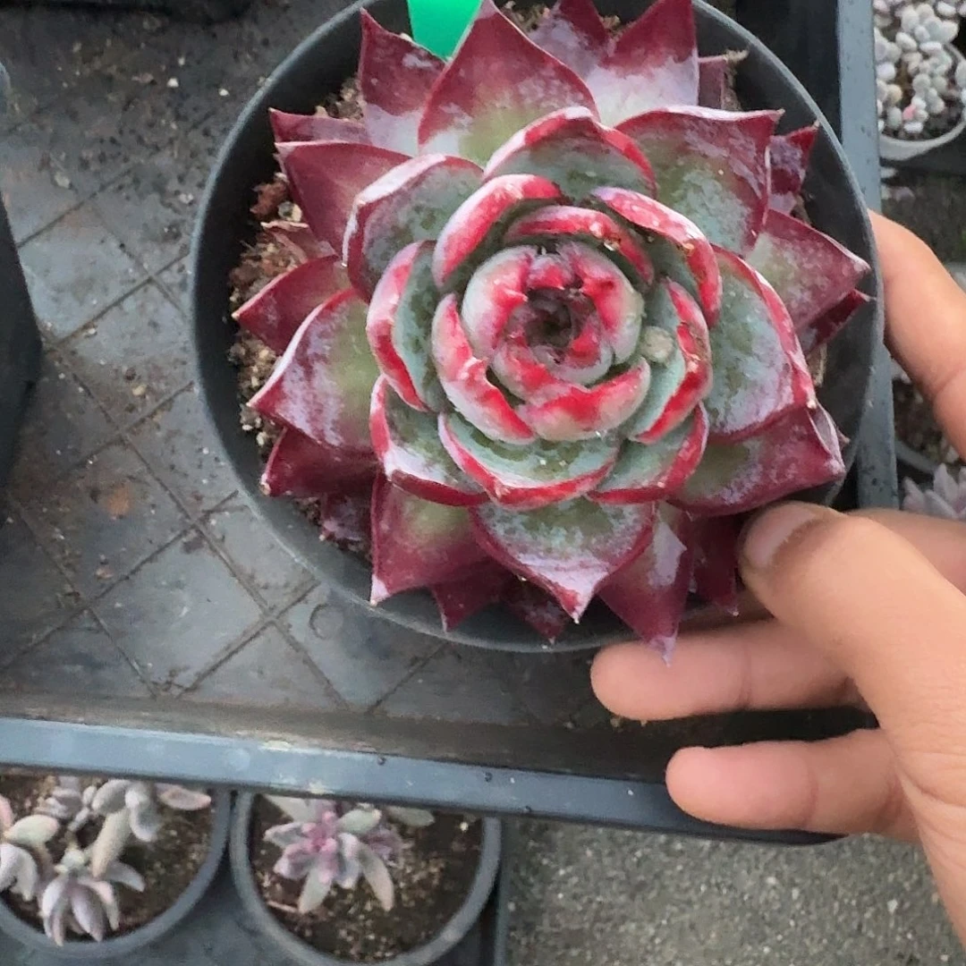 诠***然35粉丝福利惊鸿仙子