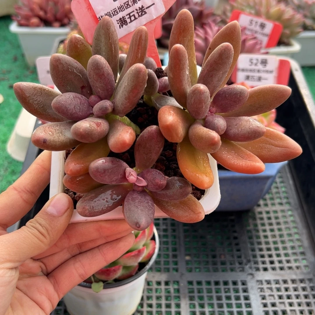 表妹精品多肉植物56.