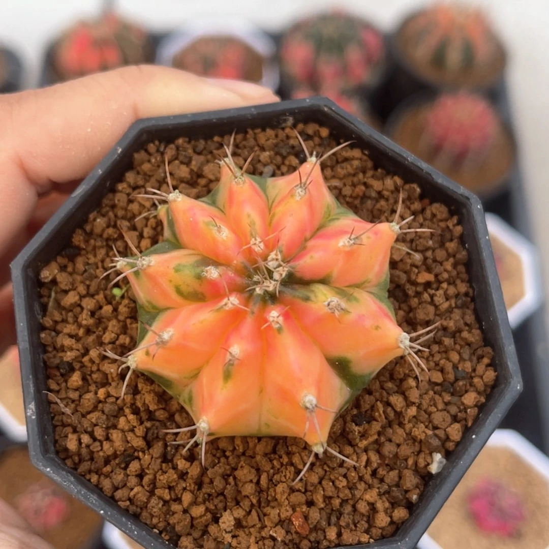 三*@实生哈哈哈哈哈哈专拍