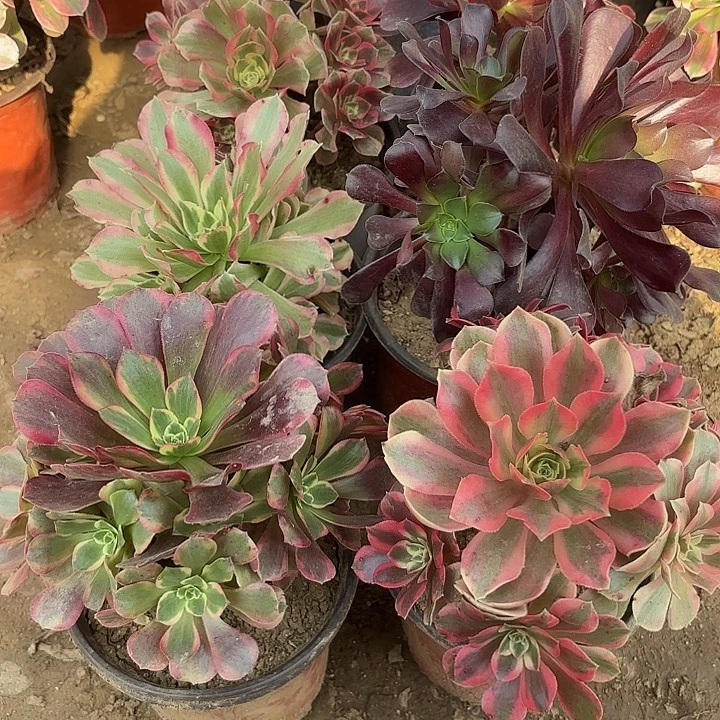 多肉植物法师6颗3