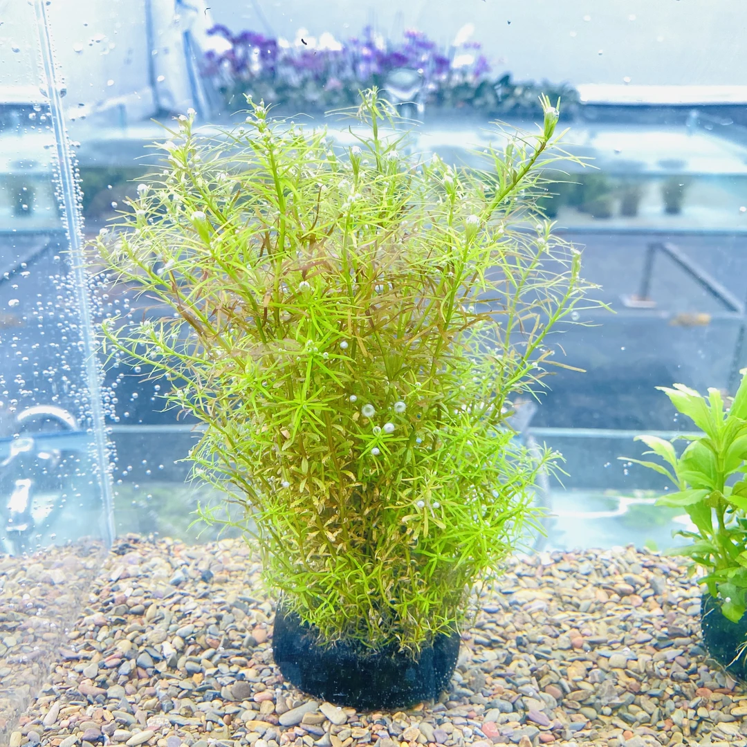 拂晓水族（十字牛顿大坨水下叶）新手水草坨草净水植物