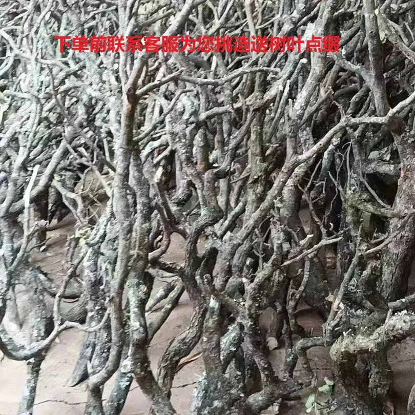黄梨木云南黄栎木枝沉木造景南美风格沉木鹿角枝飘枝栖息木