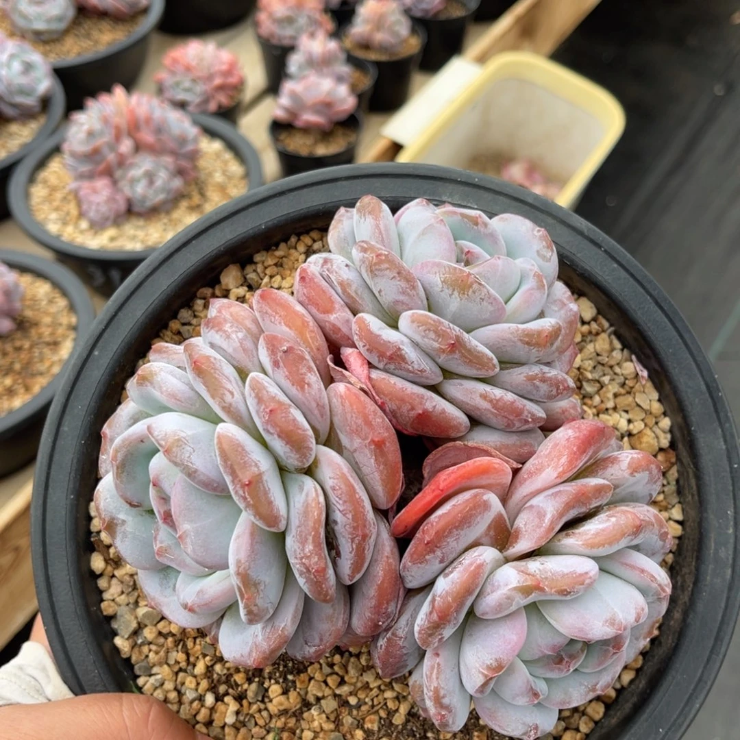 一物一拍不支持退换