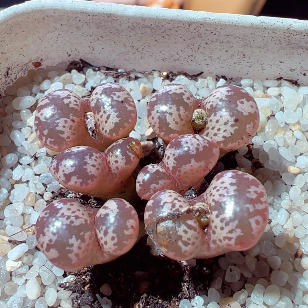 923-568多肉多肉勋章勋章