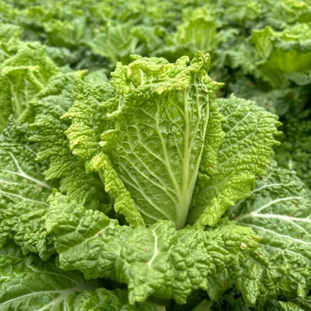 贵州遵义农家种植二月白菜3斤起包邮