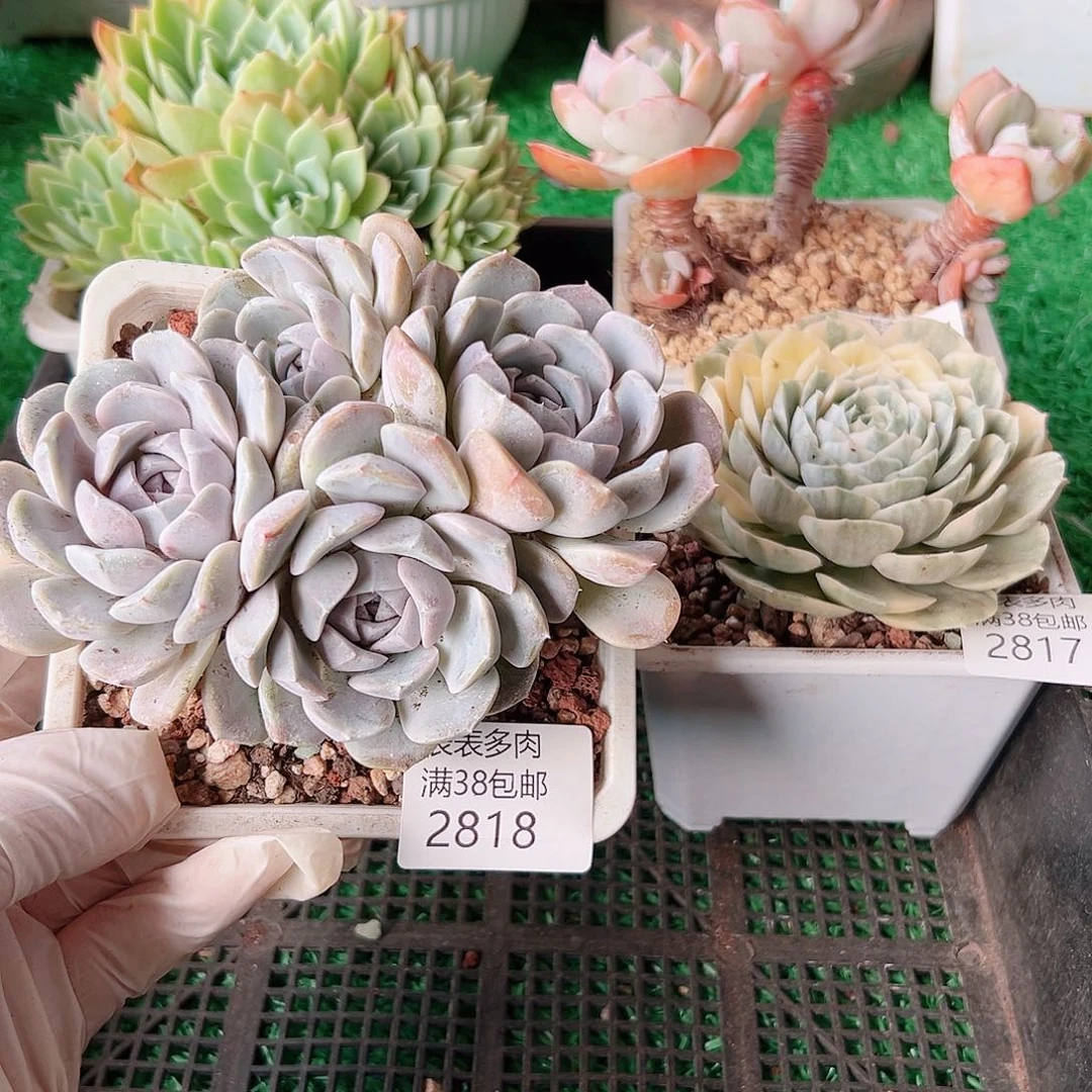 多肉一物一拍植物2818