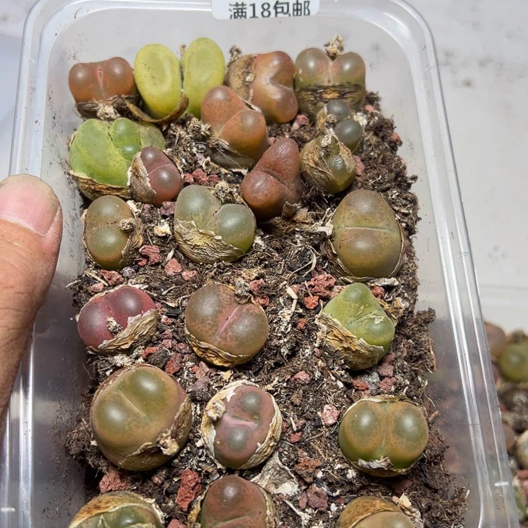 【闪购商品】 1147。
