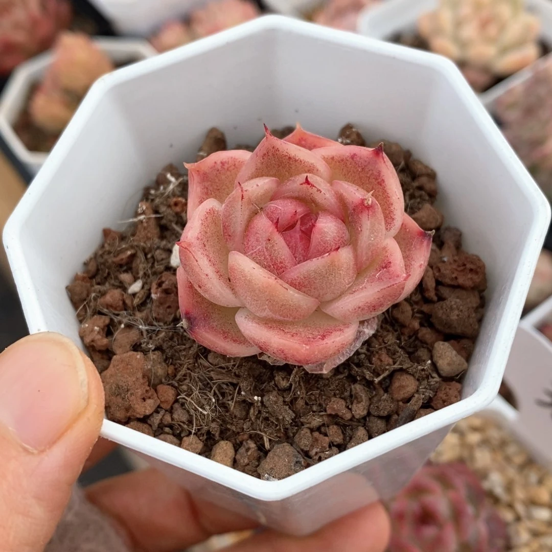 精品多肉一物一拍43