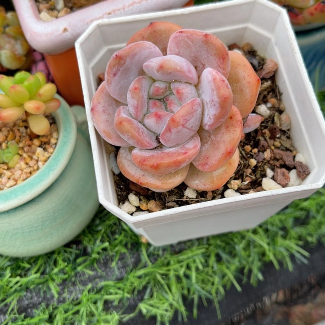 多肉植物一物一拍