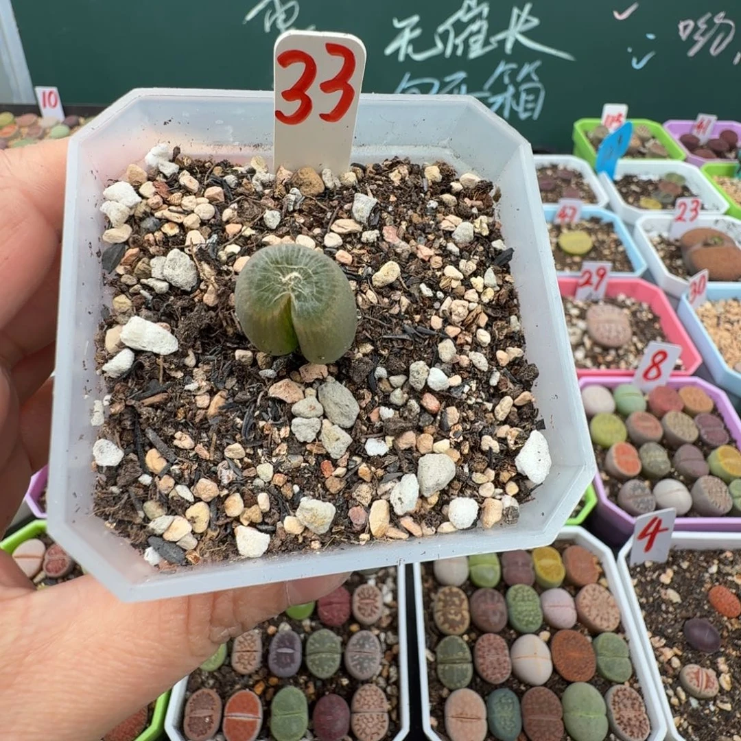 佛座箍脱土发货 33