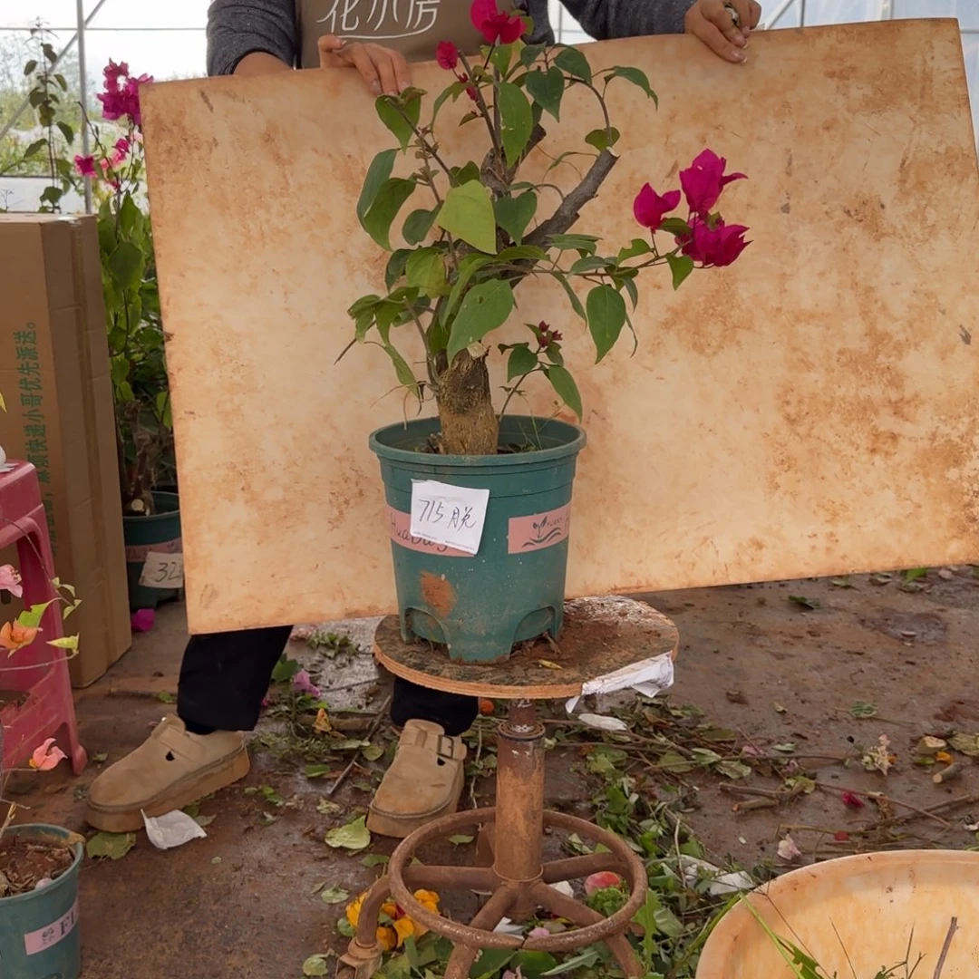 大部分花苞少量开放甜心 715脱