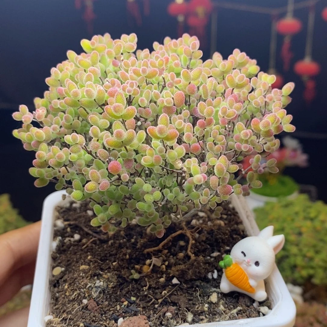 无花朵78号蜜橘糖球枝干