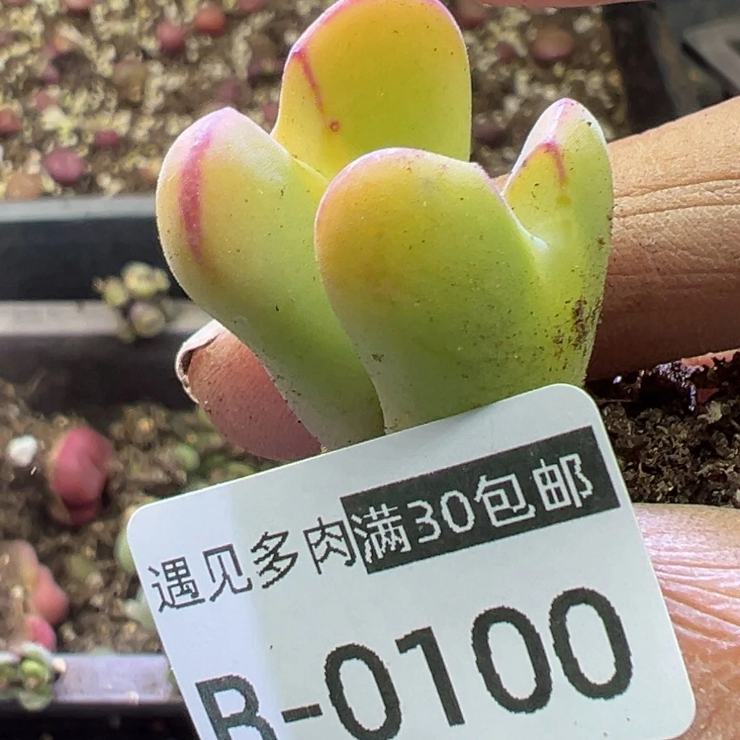 多肉植物11111111111111