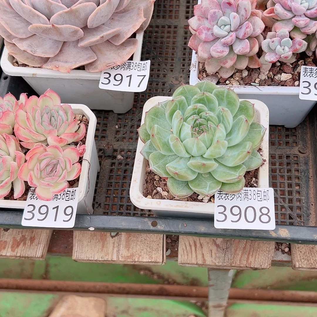 晓***.无花朵多肉一物一拍植物3908