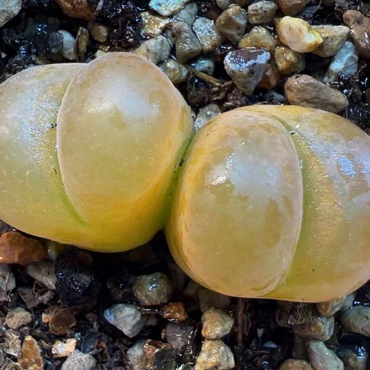 荔枝毛多肉植物带盆