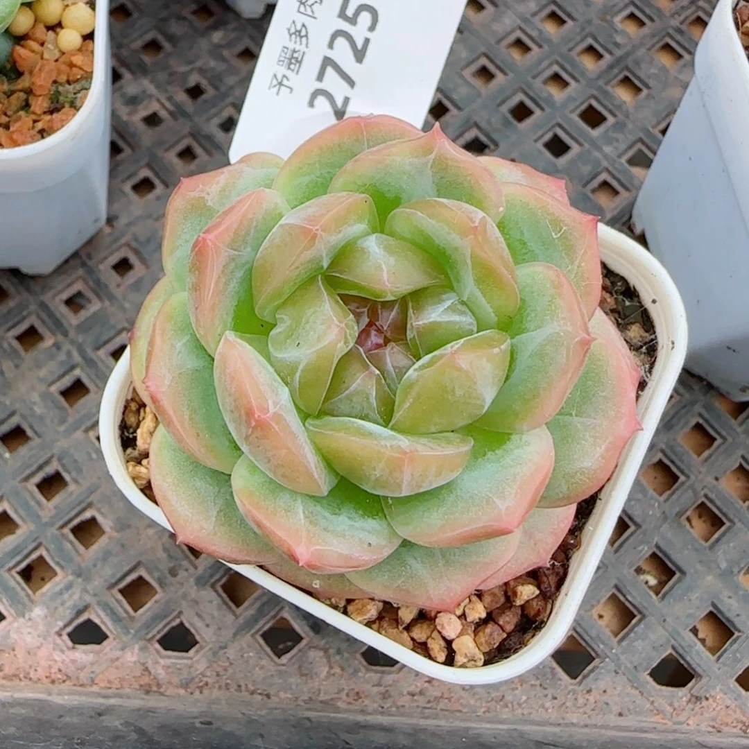 栀子花，2725多肉植物