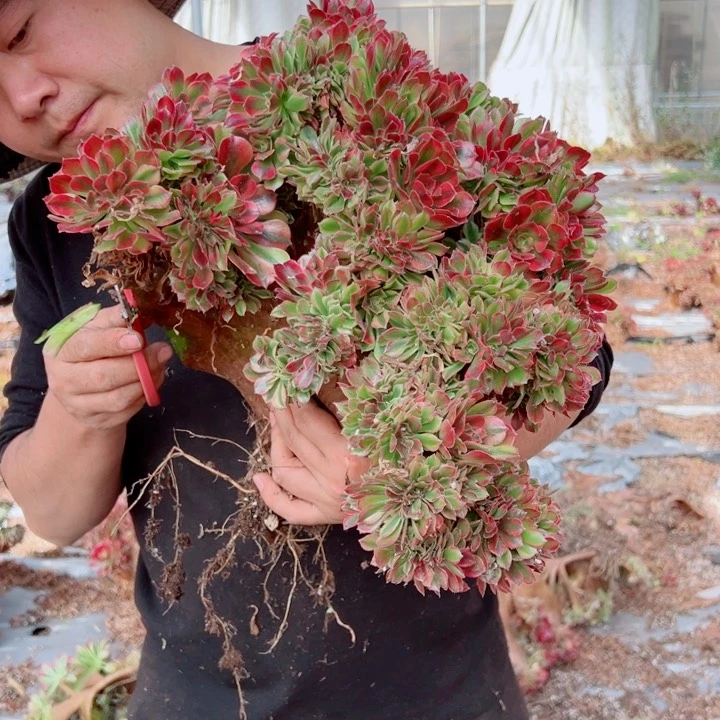 红袖醉话22号多肉法师