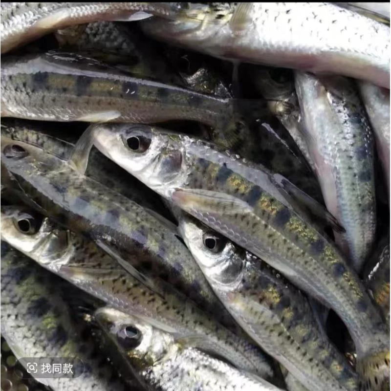 活体鱼四川花骨鱼土凤鱼观赏水族淡水饲养