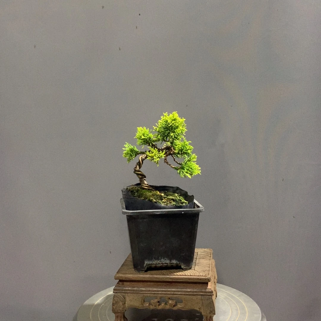 无花朵原生黄金真柏盆景