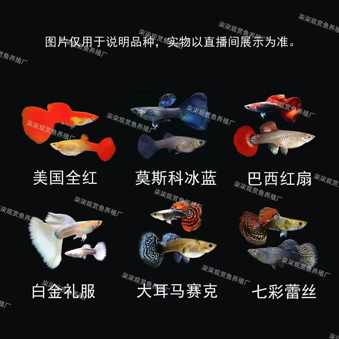 【小全家福】6个品种12条纯种孔雀鱼小型热带观赏鱼好养活渔场直发
