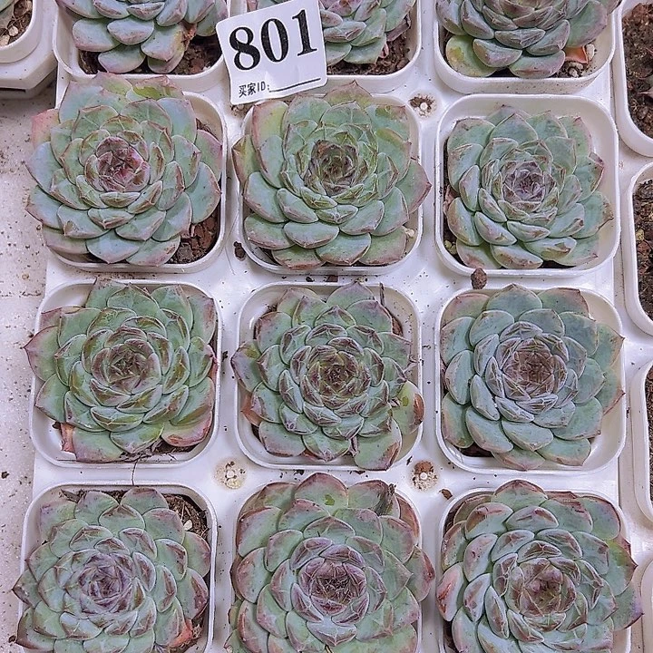 801暗纹冰糖19包邮多肉植物