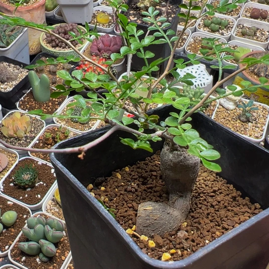 象足漆树多肉植物带盆