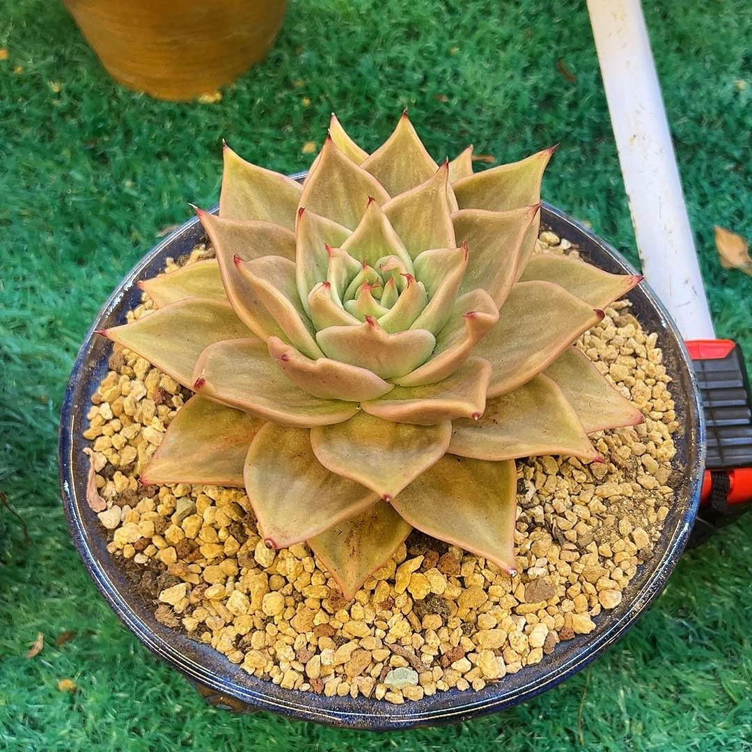 星星锦，，，，，，，，，，，，，，，