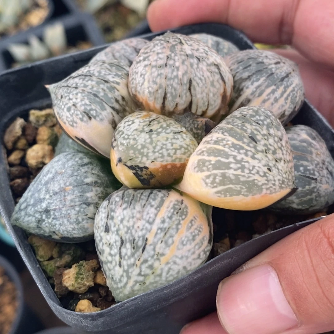 一颗实生丸叶白银锦