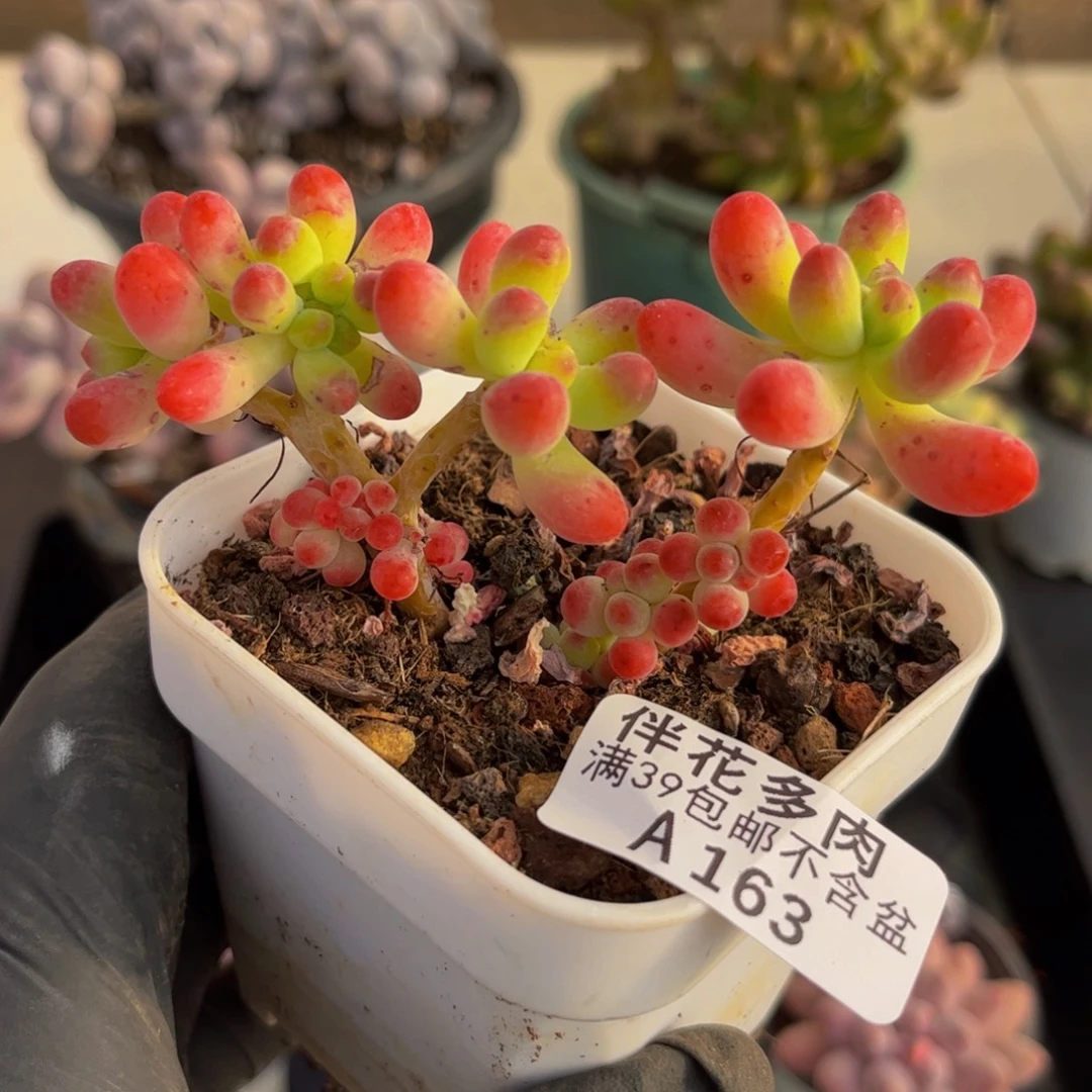 163乙女心缀10厘米