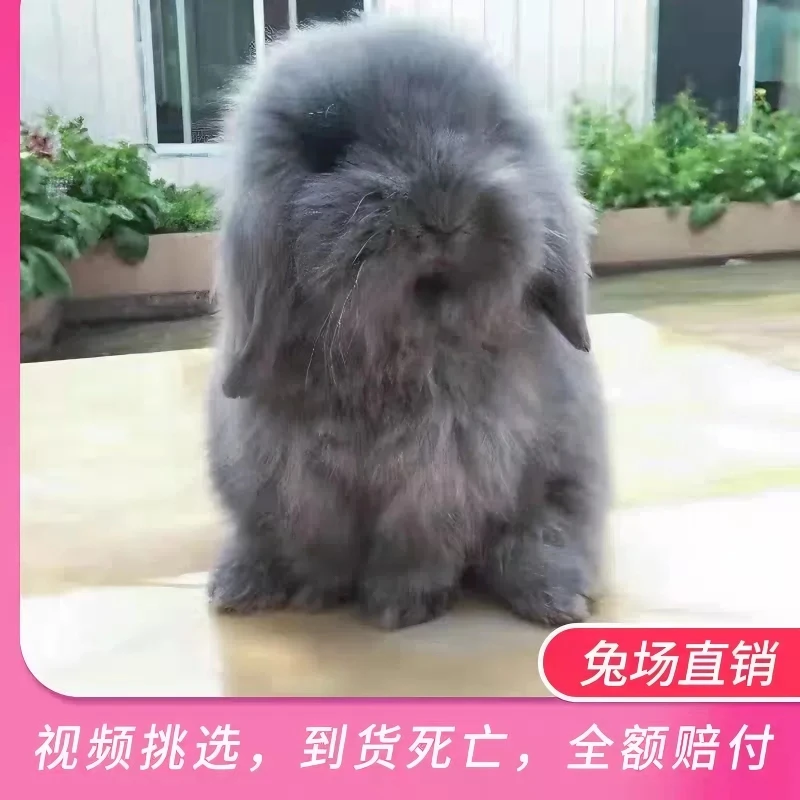 长毛垂耳兔宠物兔活物