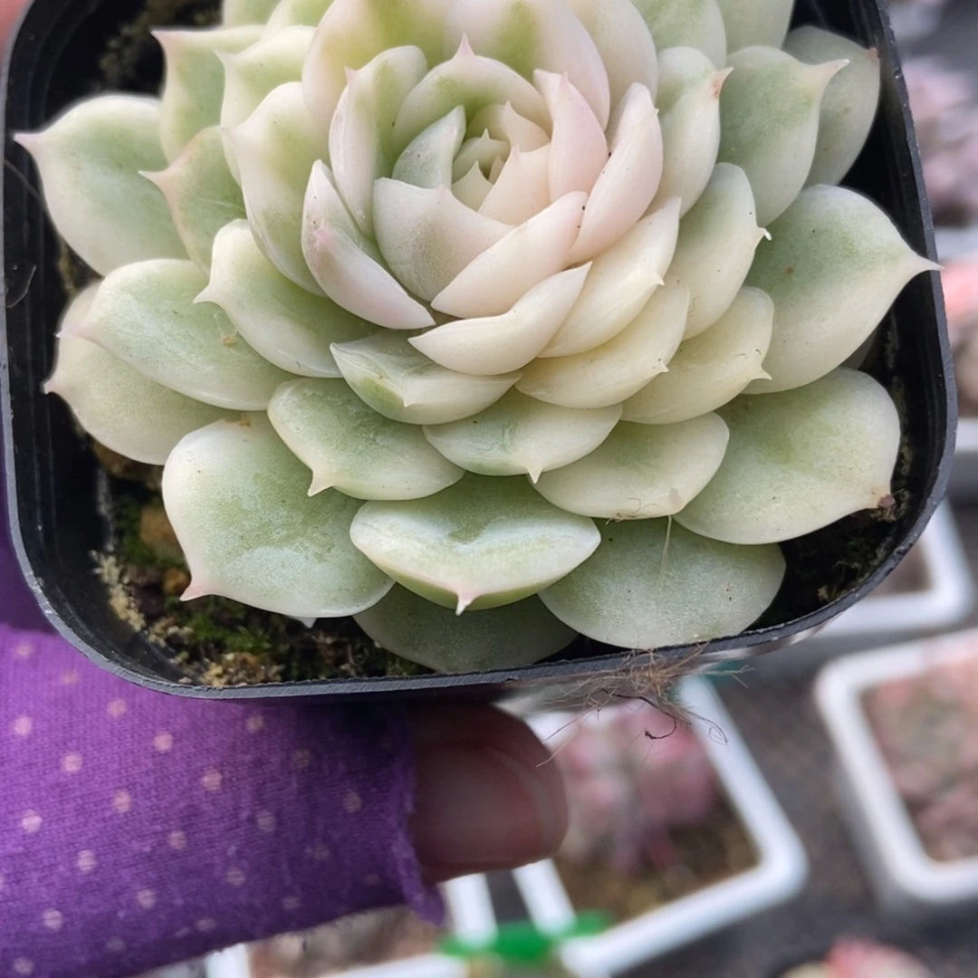 946盎司诺锦多肉植物