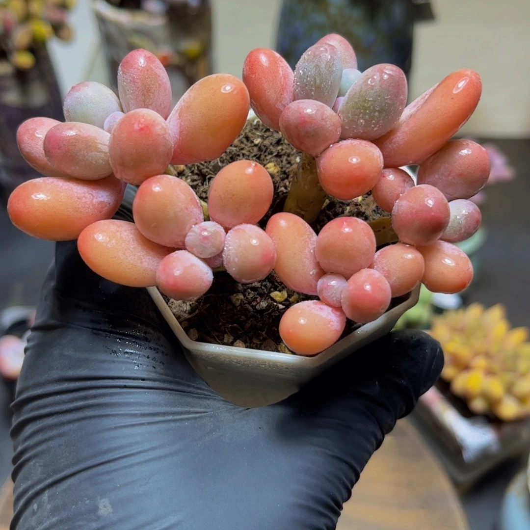 883黄金香水手指奶酪9厘米多肉