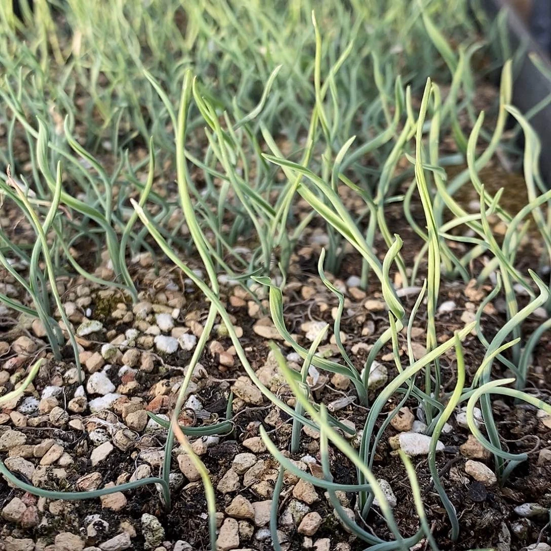 黛安娜弹簧草1颗。