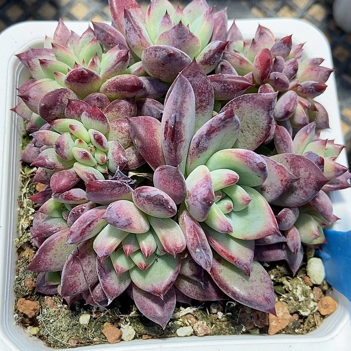 多肉植物缀化896多肉