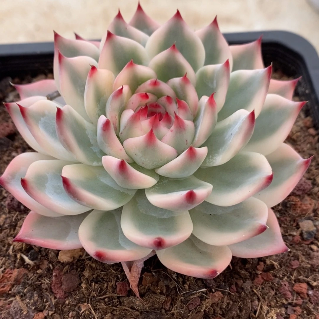 吉娃娃多肉植物7231