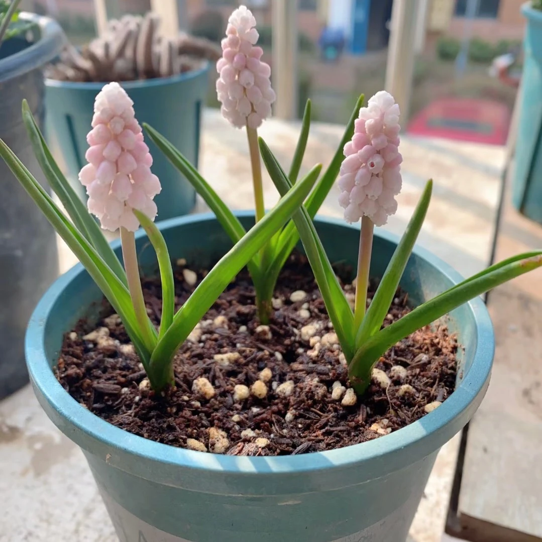 葡萄风信子种球盆栽花卉庭院阳台耐寒易养水培土培花苗