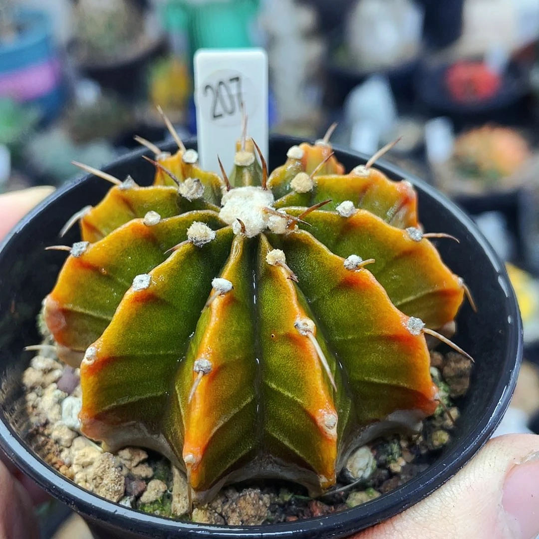 非偏远地区满25包邮仙人球