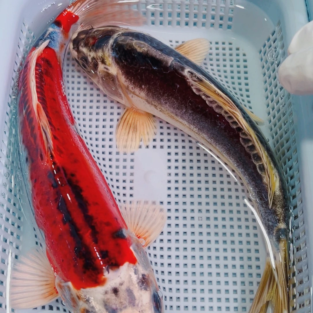 锦鲤锦鲤冷水鱼观赏132
