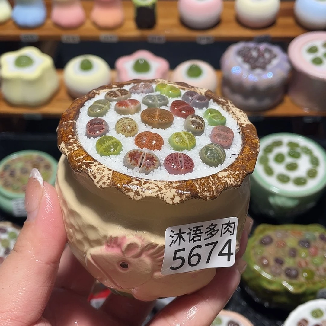 带盆土植物 一物一拍5674