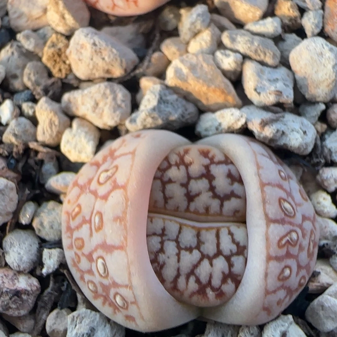 红粗纹189福利生石花