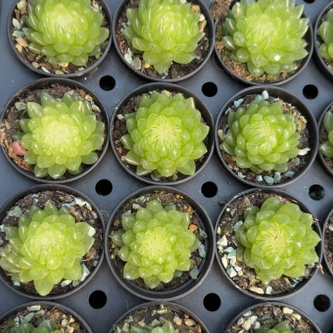 闪电购冰川玉露脱土发