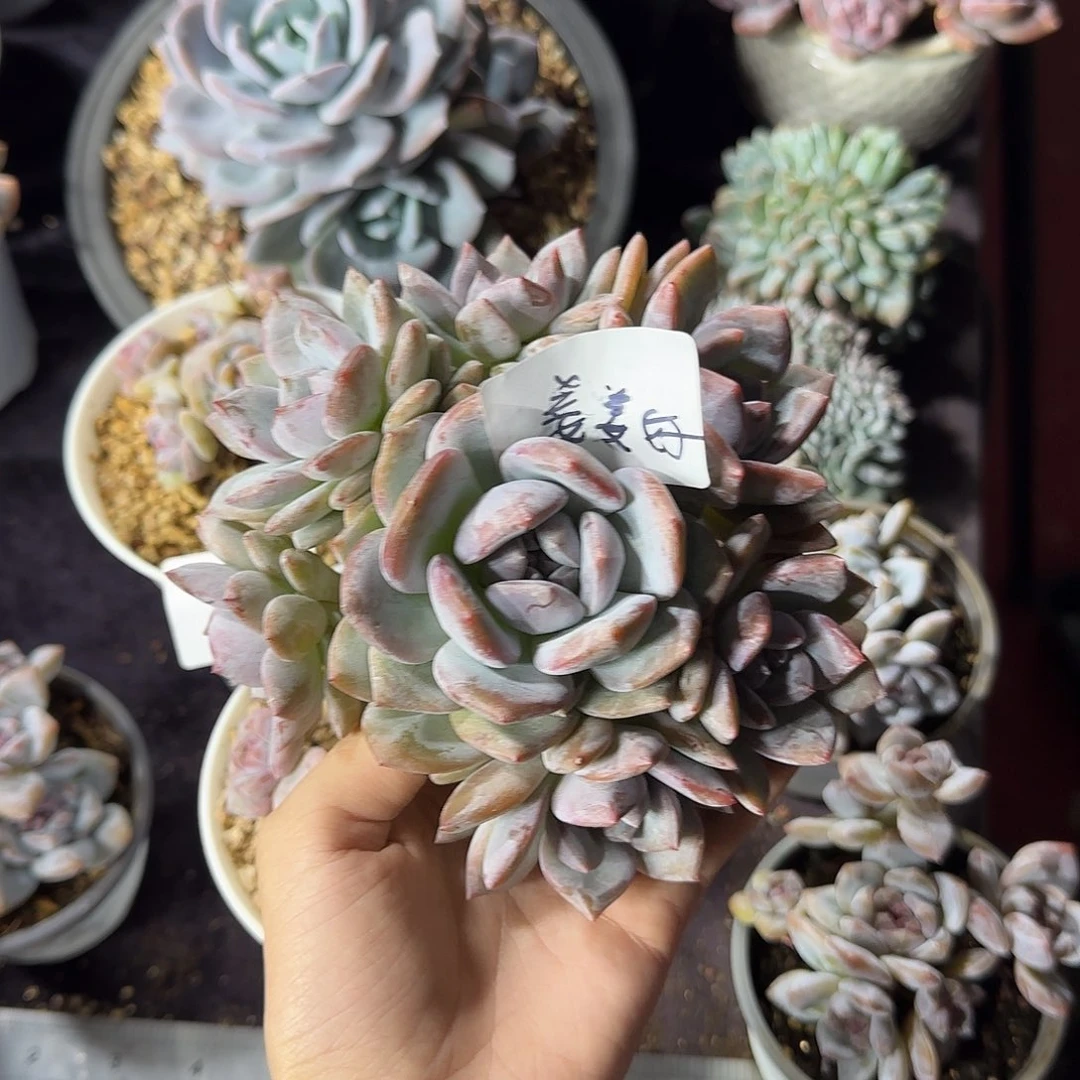 姜***z星影7头手捧一物一拍
