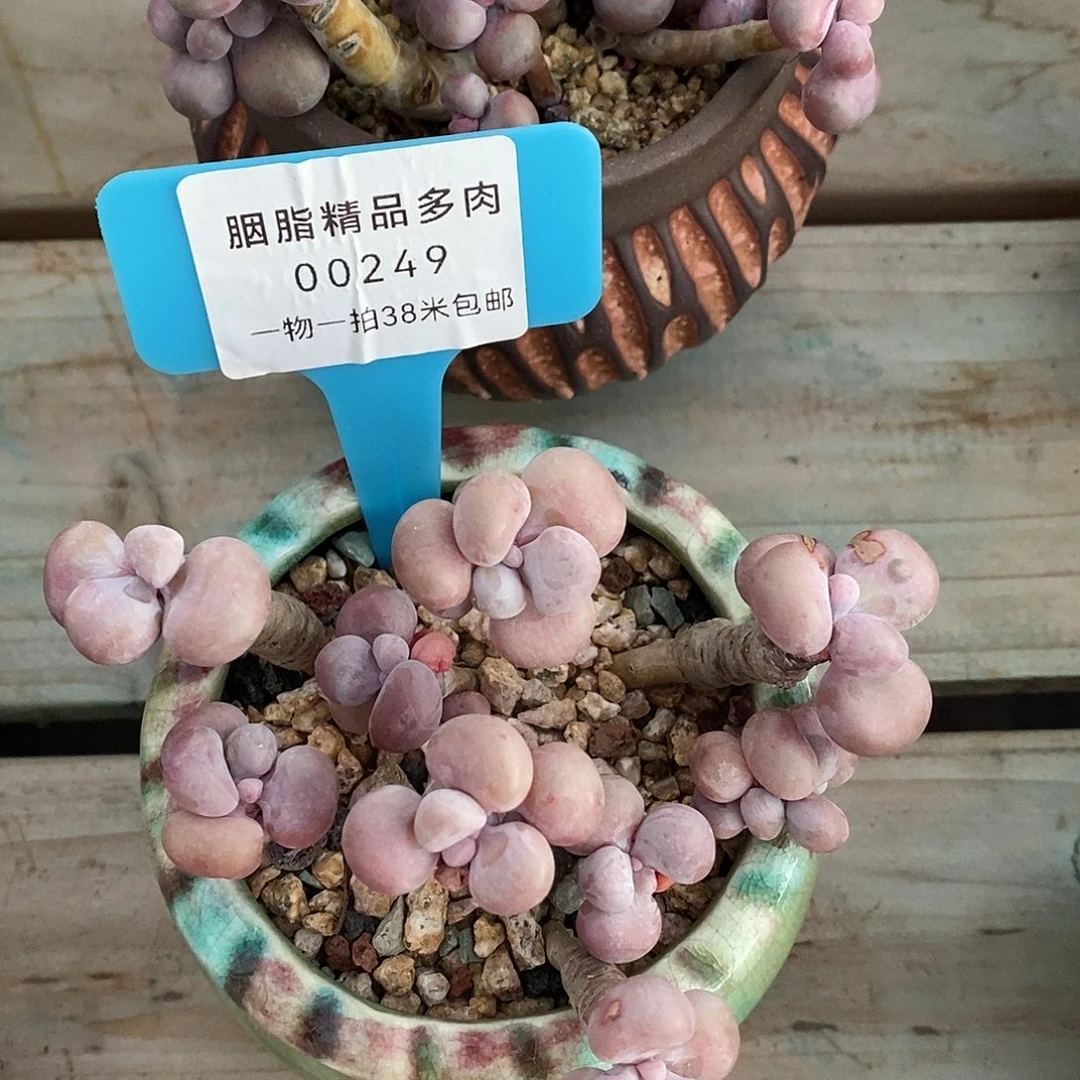 00249，哦中介咯哦哦哦哦