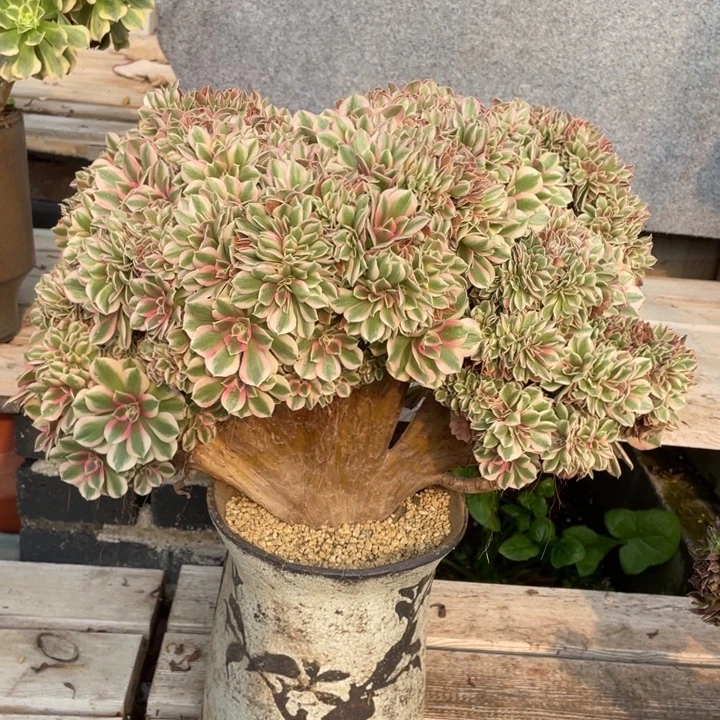 法师老桩缀化粉女巫