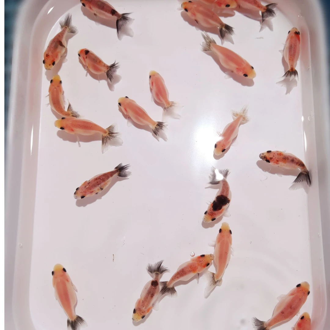 「包活包邮补损」二选留养福州闽侯鱼乐兰寿奶牛苗奶花兰寿苗练手苗