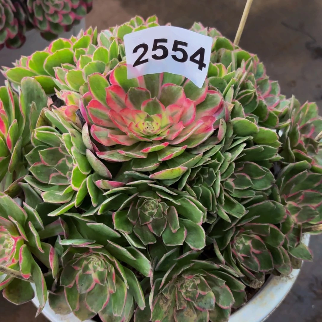 2554多肉植物丘比特