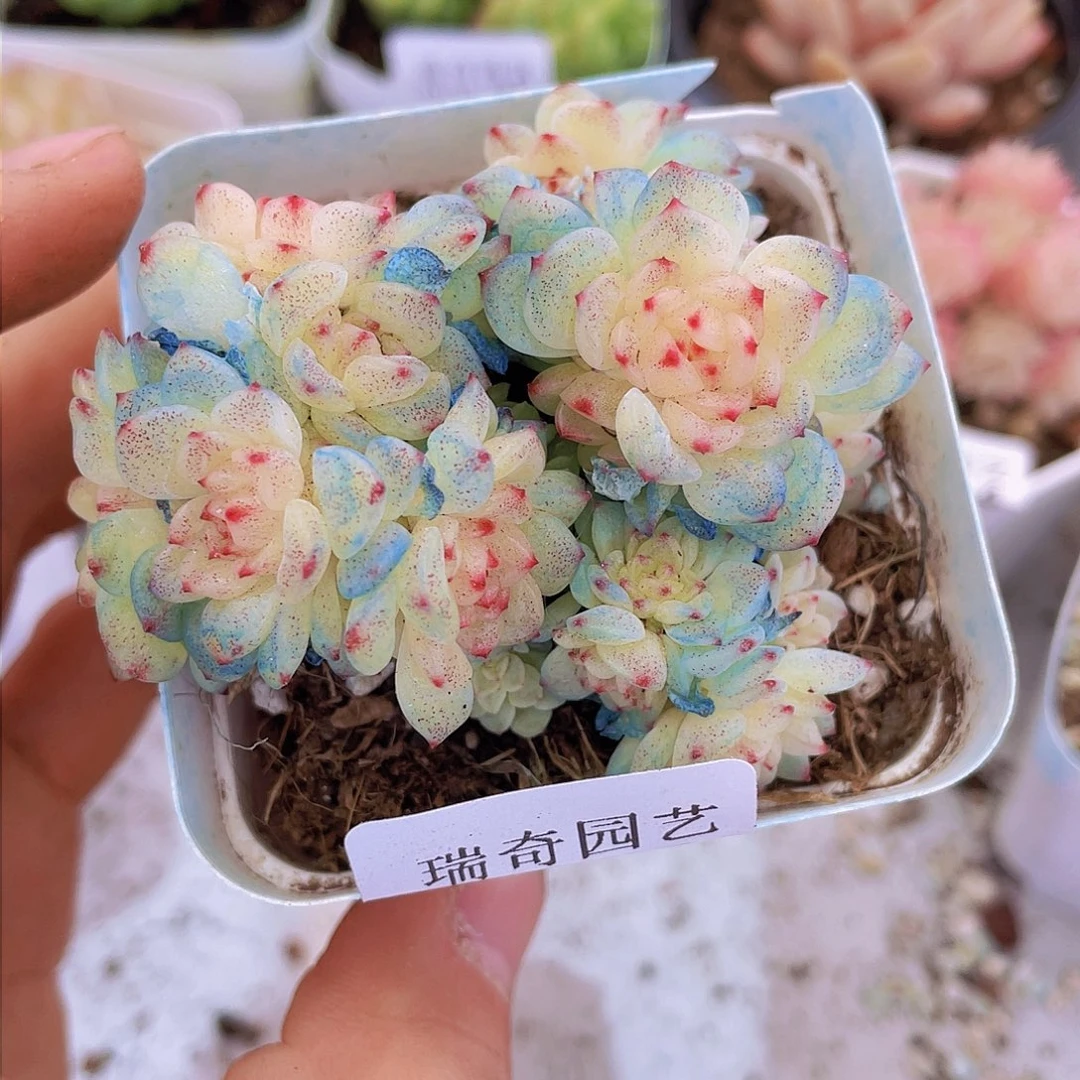 00000000000003量拍