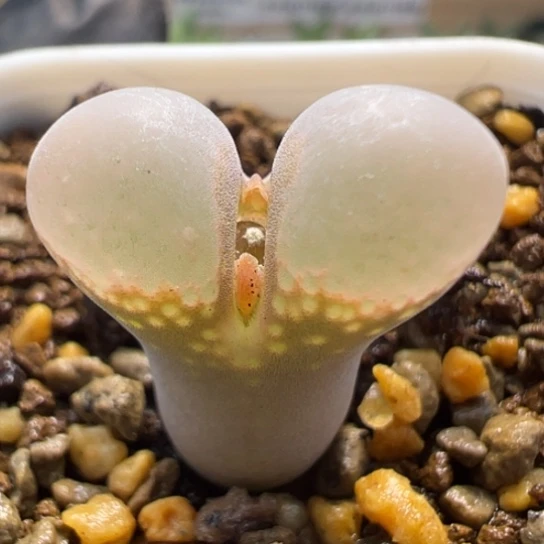 大小窗福利肯哈德一颗634。