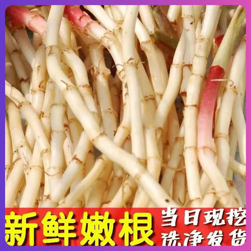 鱼腥草新鲜折耳根凉拌洗净嫩根野生节儿根装侧耳根四川贵州鱼星草